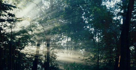 Aurora ai confini di Fangorn