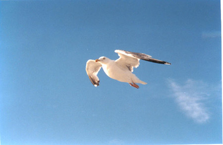 Il richiamo del mare