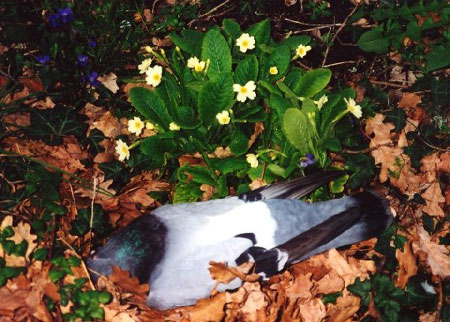 L'inverno si trasforma sempre in primavera